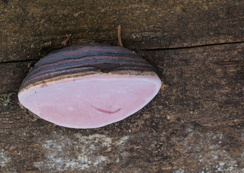 Fomitopsis rosea